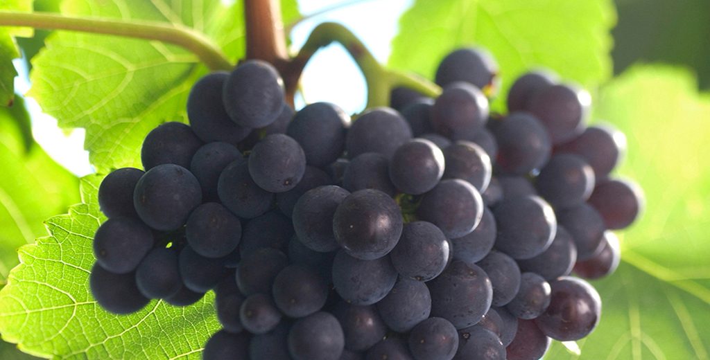 Rebsorten erklärt: Spätburgunder